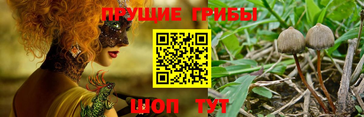 хочу   Галлюциногенные грибы мицелий  Псилоцибиновые грибы прущие грибы  Вход с VPN  Елабуга 